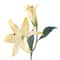Casablanca Lily Stem by Ashland®